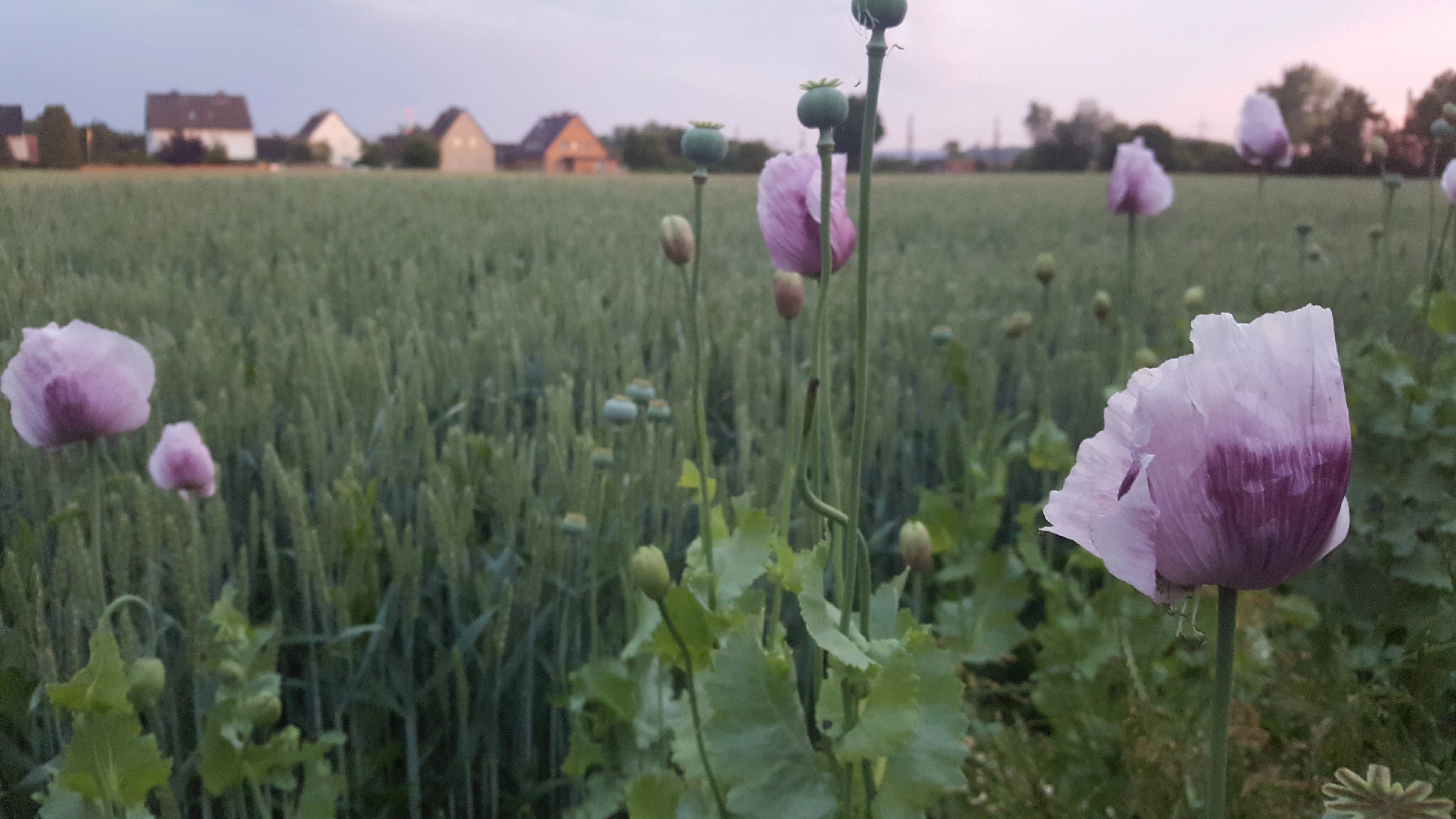 Blumenwiese